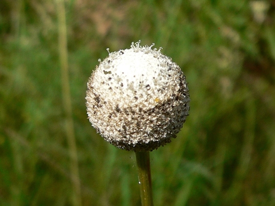 {Eriocaulon decangulare}